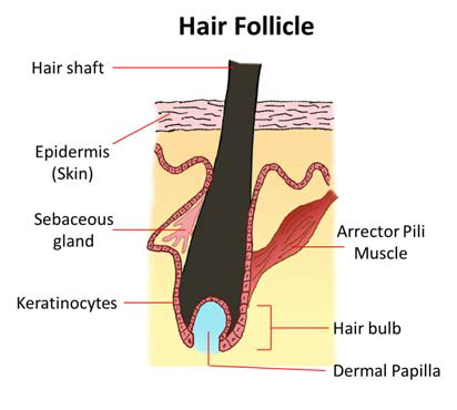 IJMS  Free FullText  Hormonal Effects on Hair Follicles