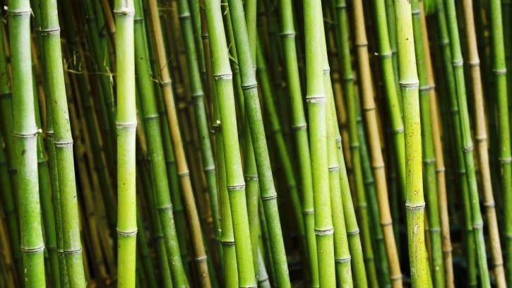 Bamboo vinegar demonstrated effects comparable to lauric and azelaic acid in inhibiting P. acnes. [Getty Images/FangXiaNuo]